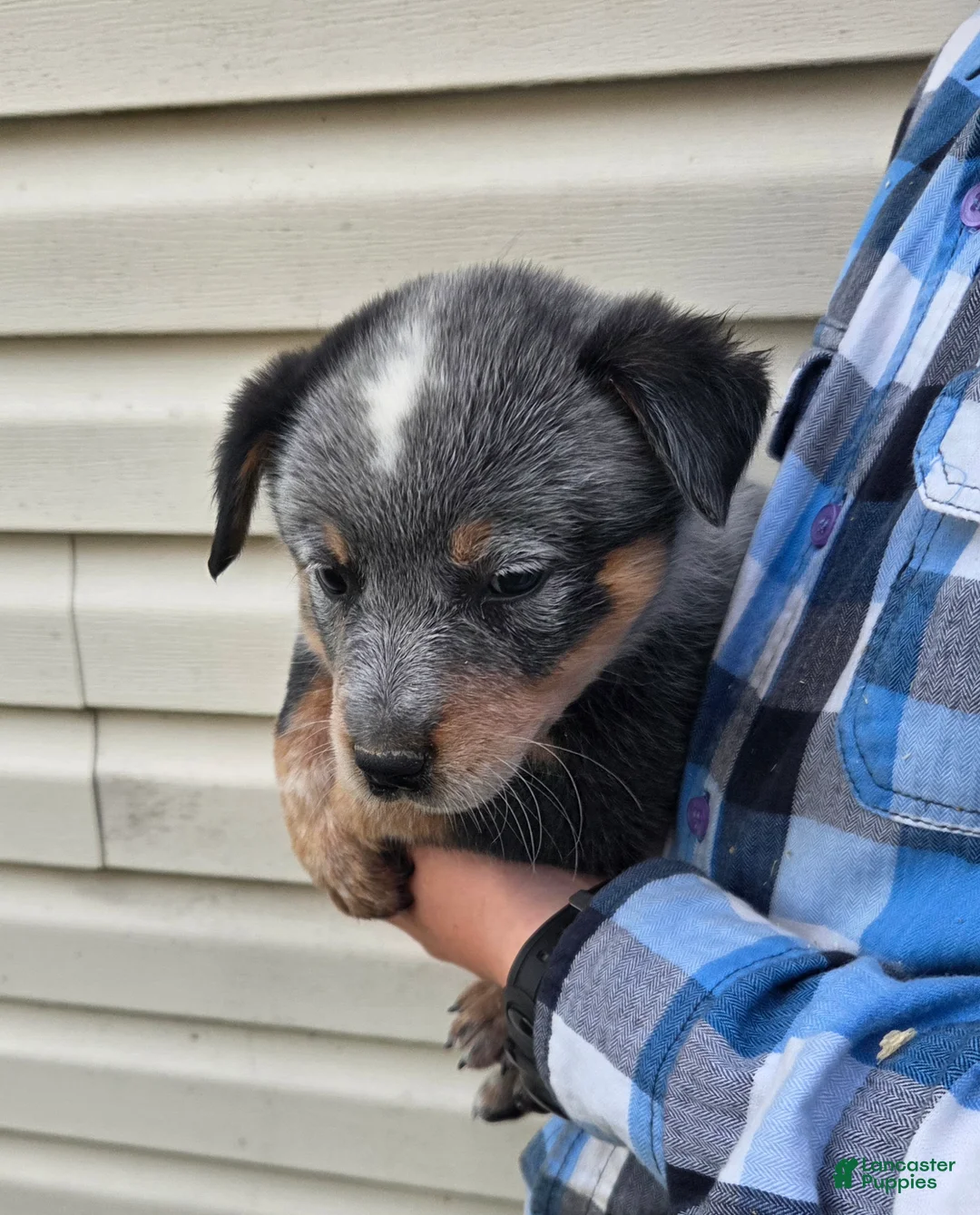 Australian Cattle Dog dogs for sale: Jax - Ad 2