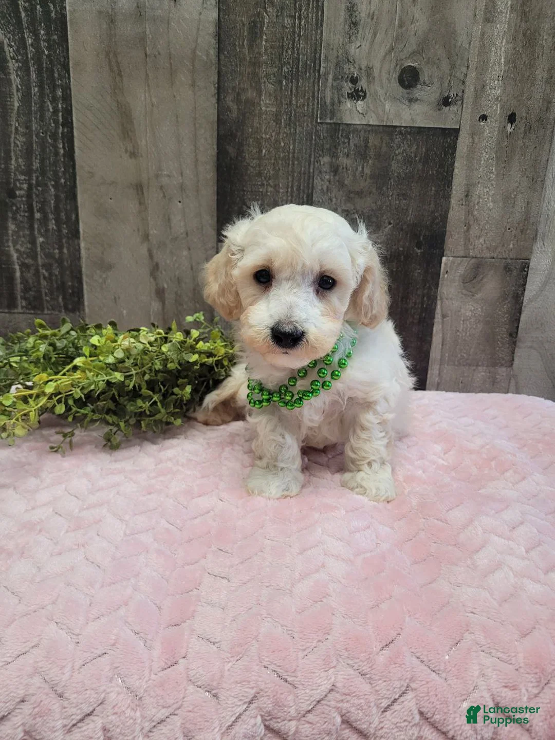 Bichpoo dogs for sale: Teddy - Ad 3