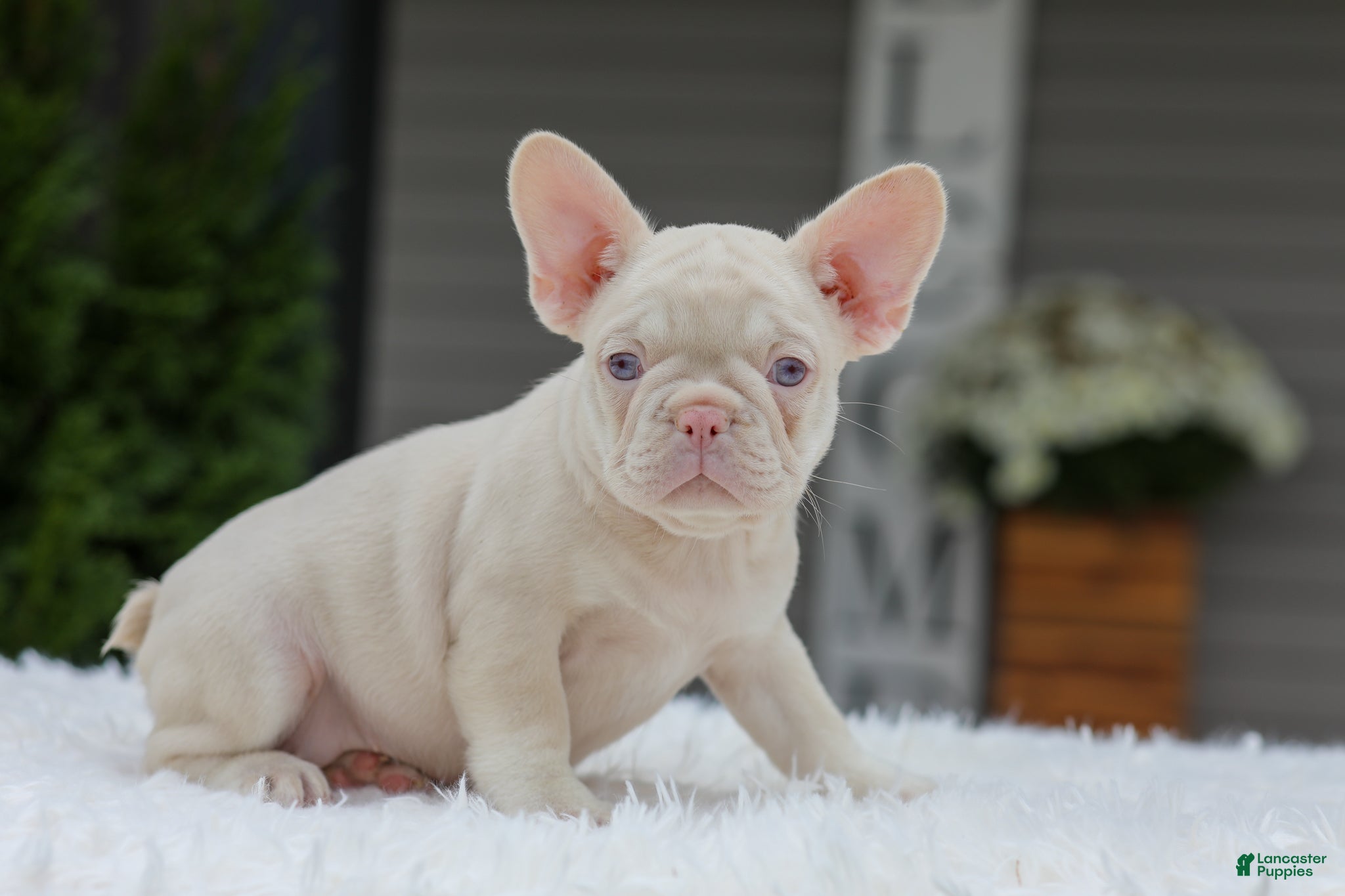 French Bulldog dogs Queen - Ad 37