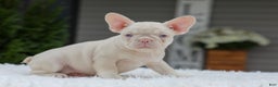 French Bulldog dogs for sale: Queen - Ad 1