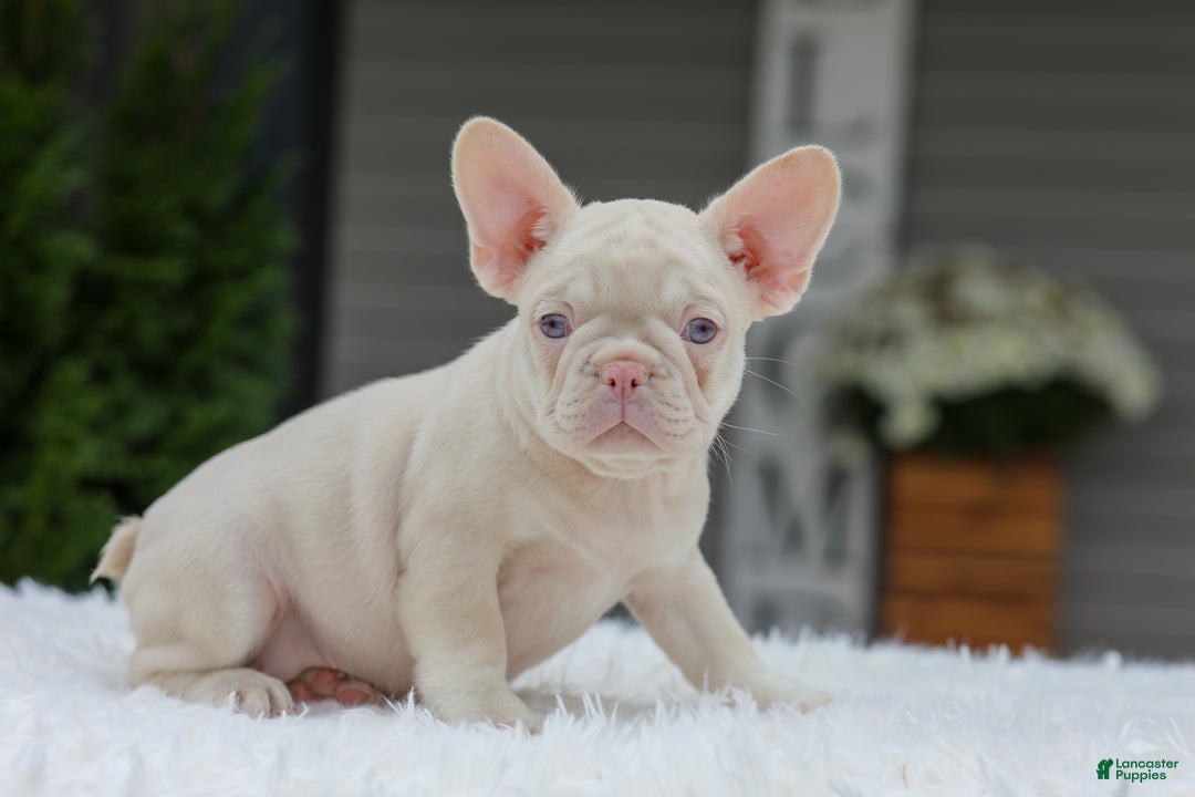 French Bulldog dogs for sale: Queen - Ad 1