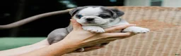Pug dogs for sale: Jeffrey - Ad 4