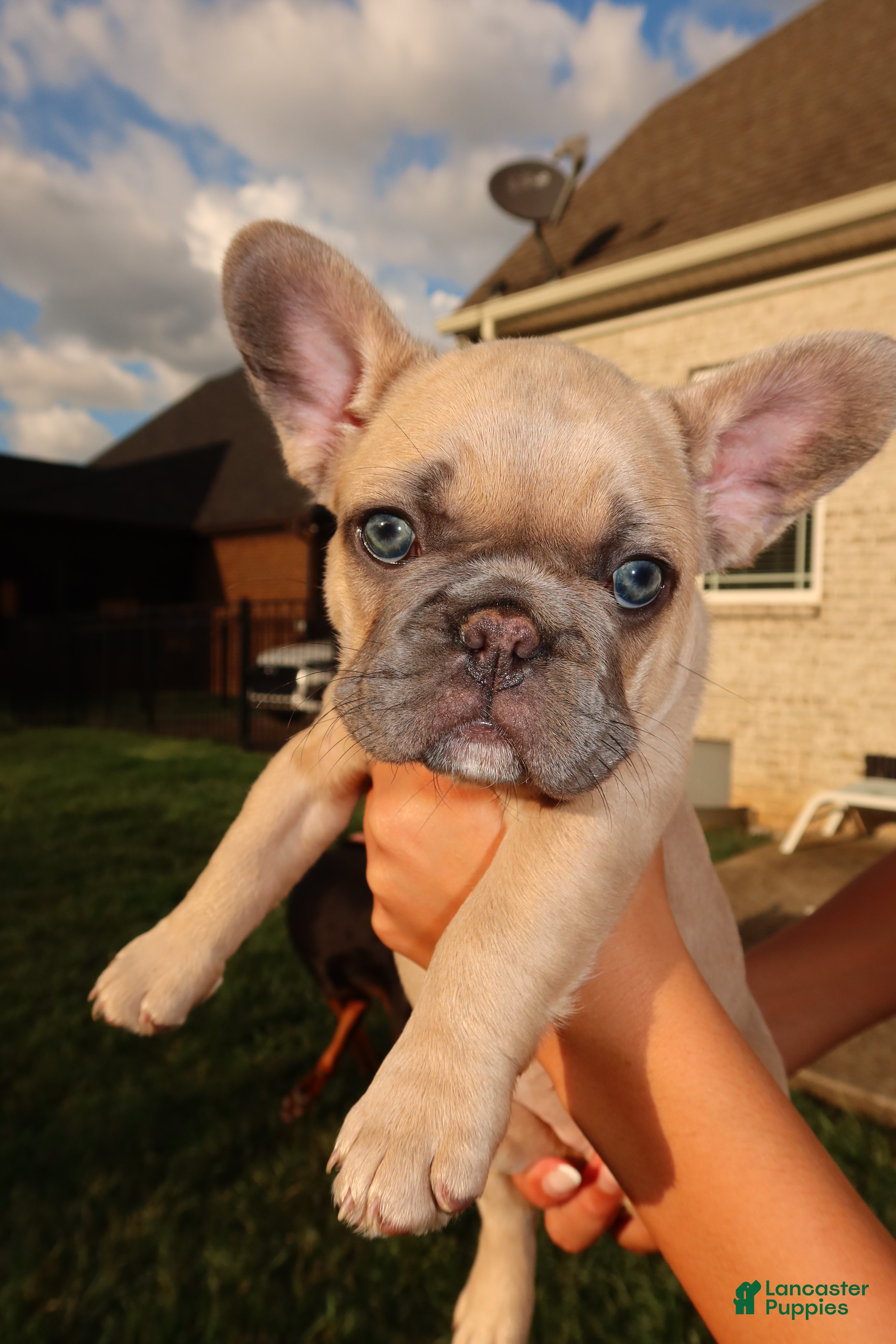 French Bulldog dogs Tory - Ad 1