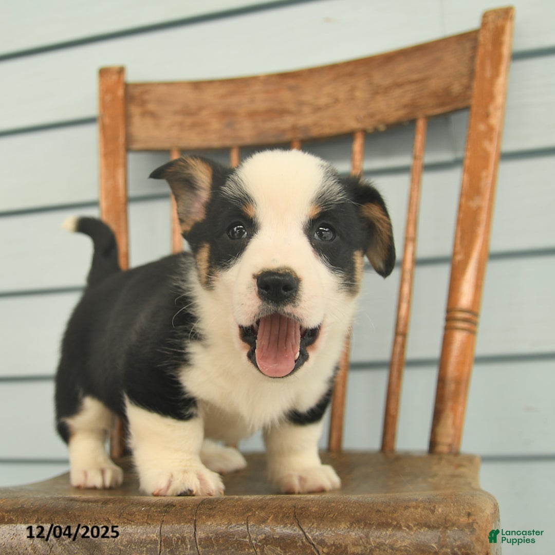 Welsh Corgi Pembroke dogs for sale: Scout  - Ad 2