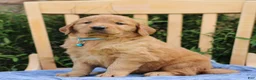 Mixed Breed dogs for sale: Sawyer  - Ad 4