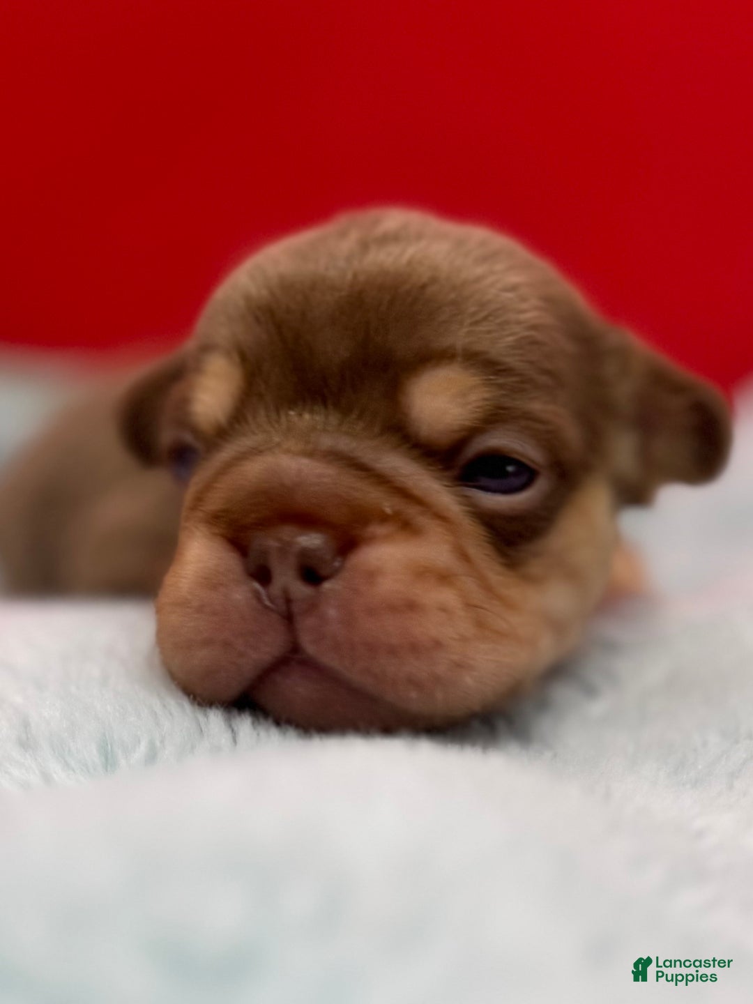 French Bulldog dogs for sale: French Bulldog Puppy 2 - Ad 2