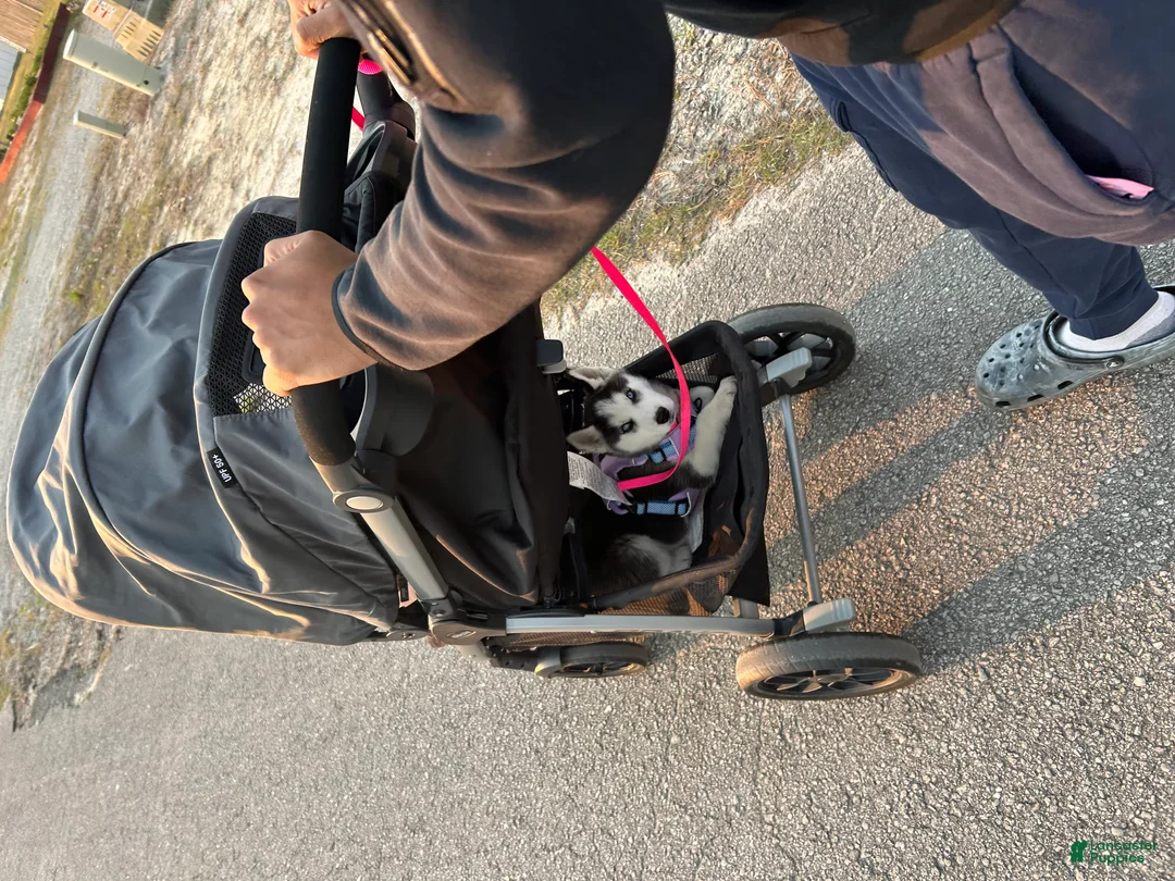 Siberian Husky dogs for sale: Siberian Husky Puppy 1 - Ad 2