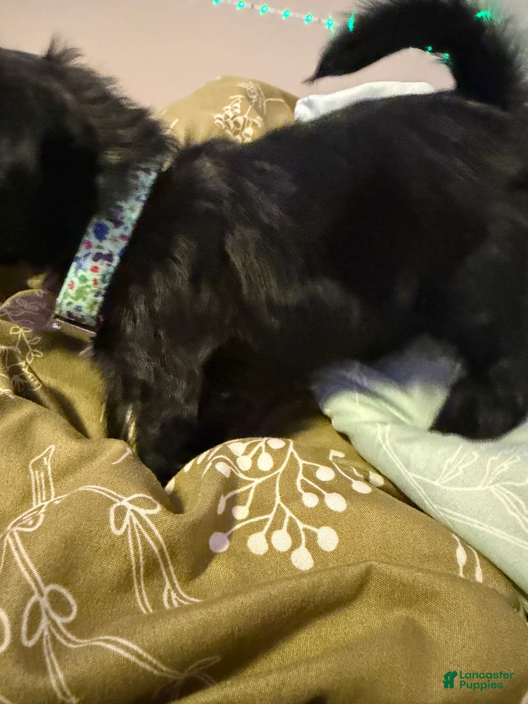 Yorkiepoo dogs for sale: Yorkiepoo Puppy 3 - Ad 2