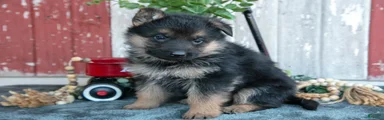 Kali