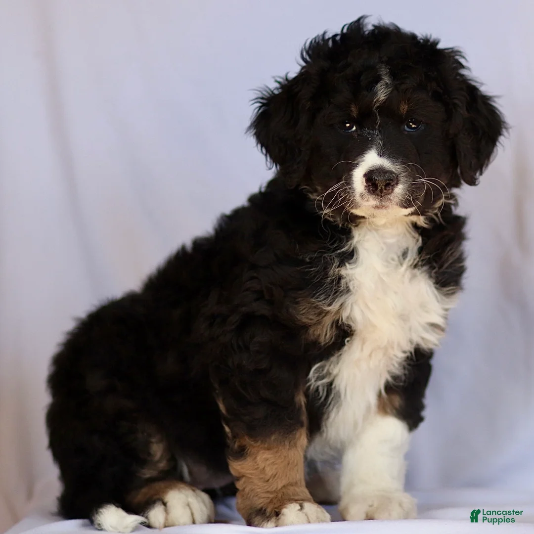 Mini Bernedoodle dogs for sale: Belle - Ad 1