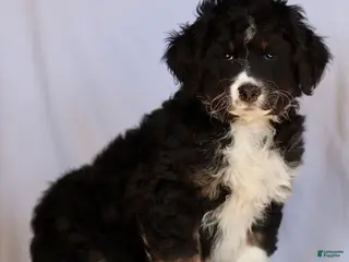 Mini Bernedoodle dogs for sale: Belle - Ad 1
