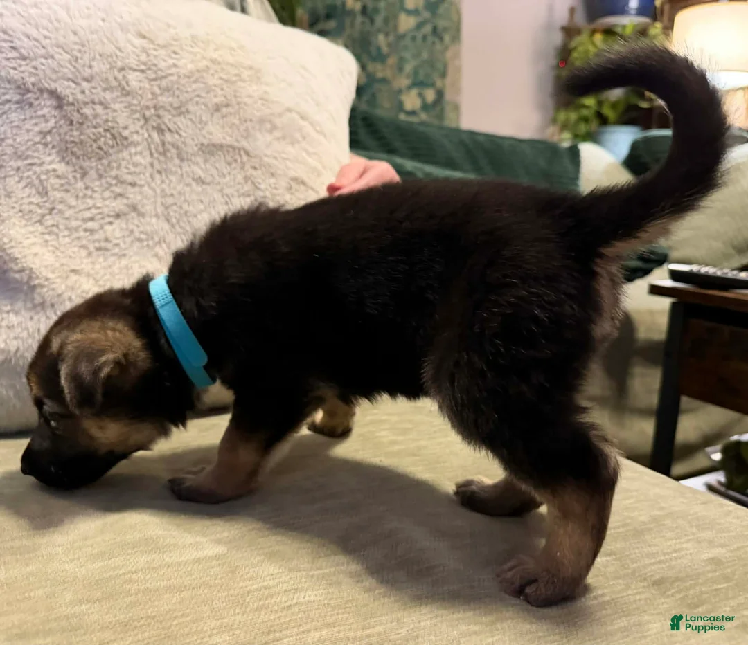 German Shepherd dogs for sale: German Shepherd Puppy 2 - Ad 1