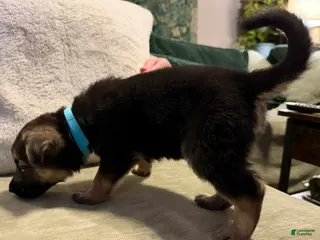 German Shepherd dogs German Shepherd Puppy 2 - Ad 12