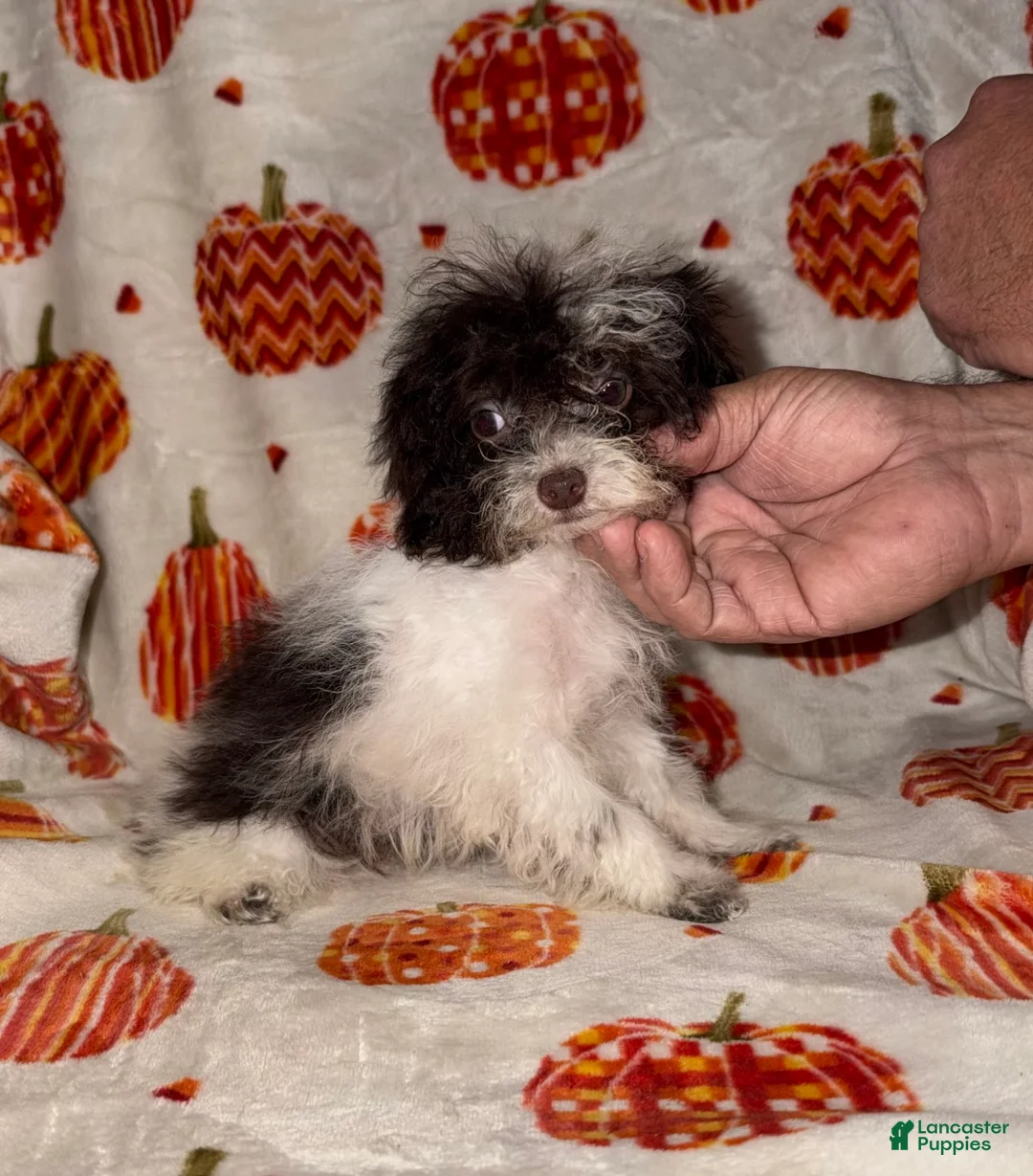 Toy Poodle dogs for sale: Itsy - Ad 2