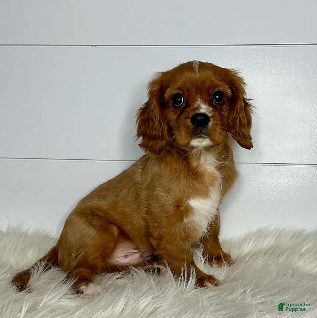 Cavalier King Charles Spaniel dogs for sale: Connor - Ad 2