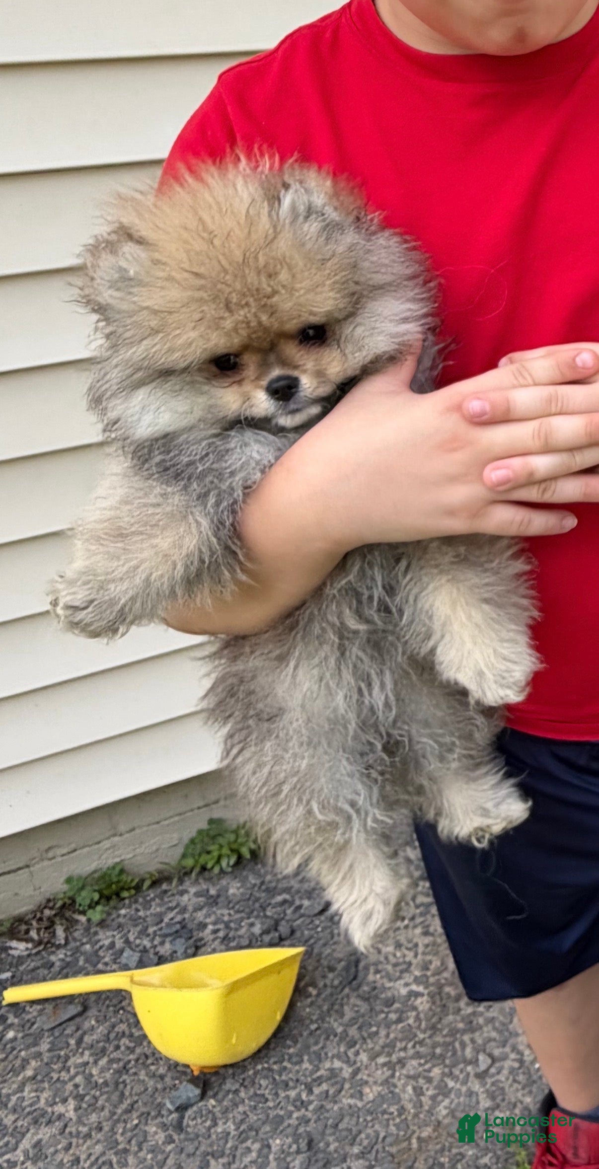 Pomeranian dogs Pomeranian Puppy 3 - Ad 1