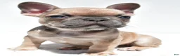 French Bulldog dogs for sale: Bella - Ad 4