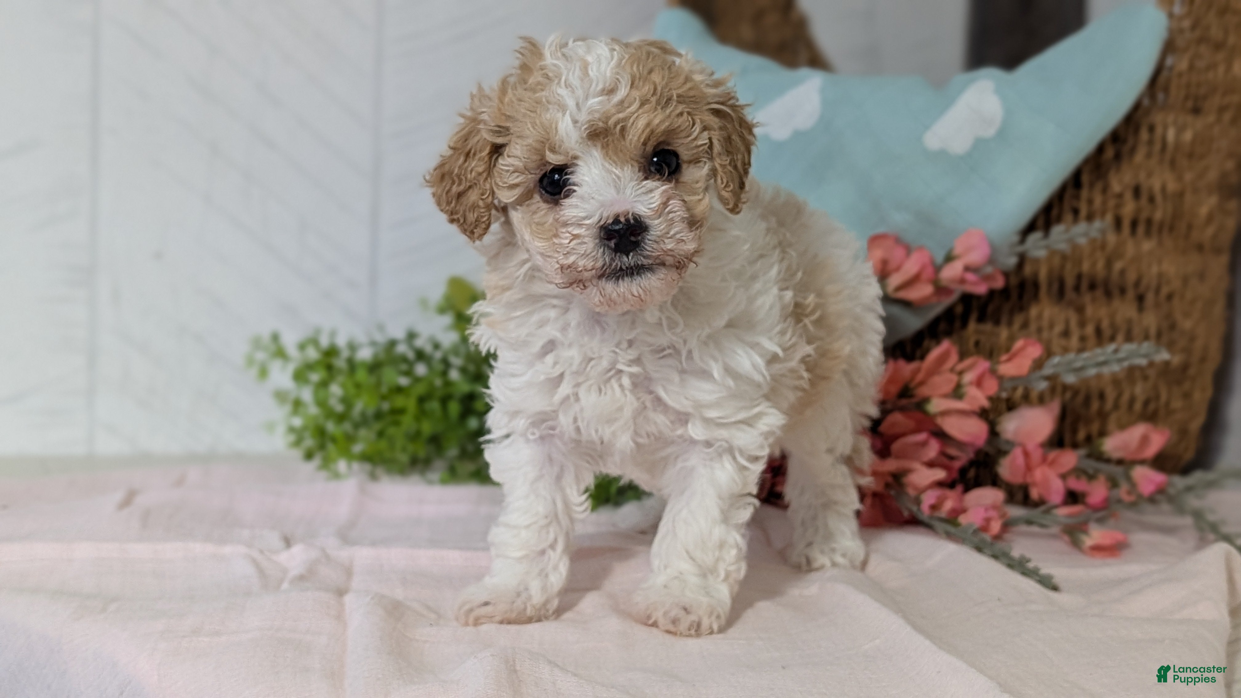 Miniature Poodle dogs Zoey - Ad 11
