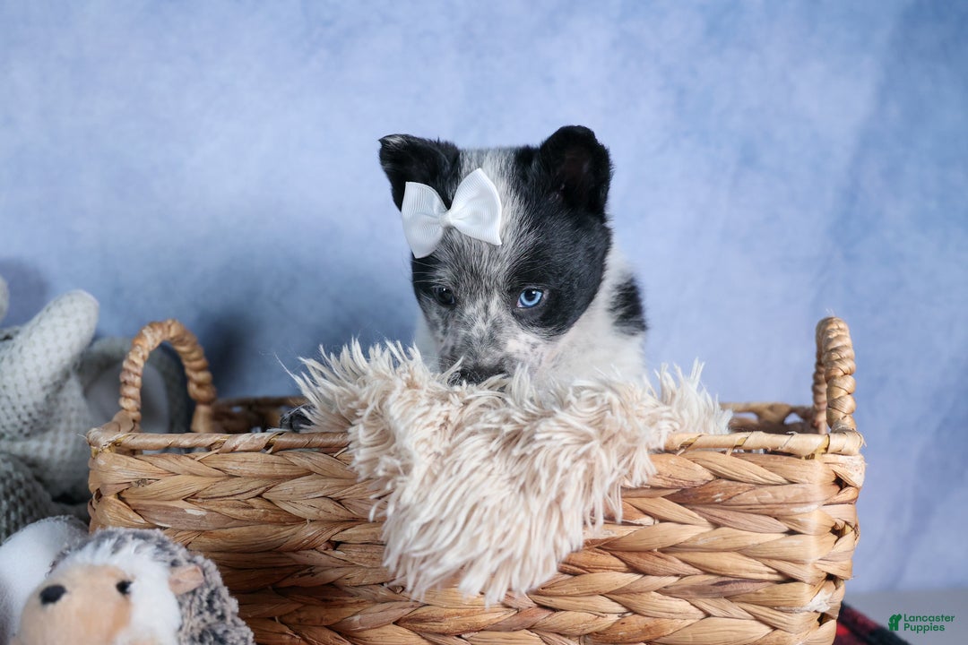 Mixed Breed dogs for sale: DIXIE - Ad 8