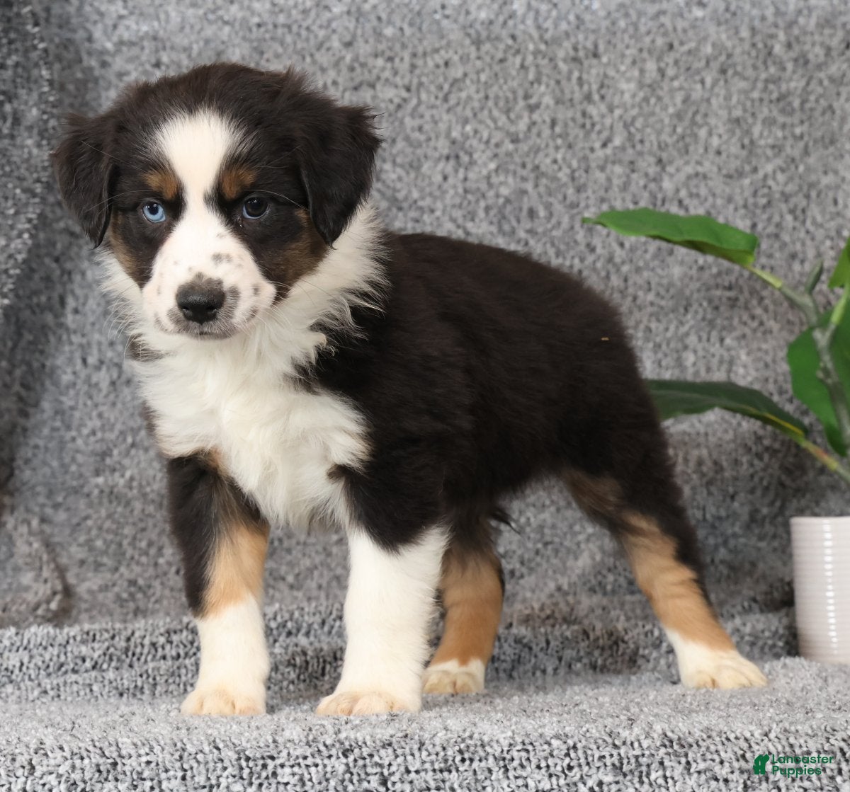 Miniature Australian Shepherd dogs Clover - Ad 1