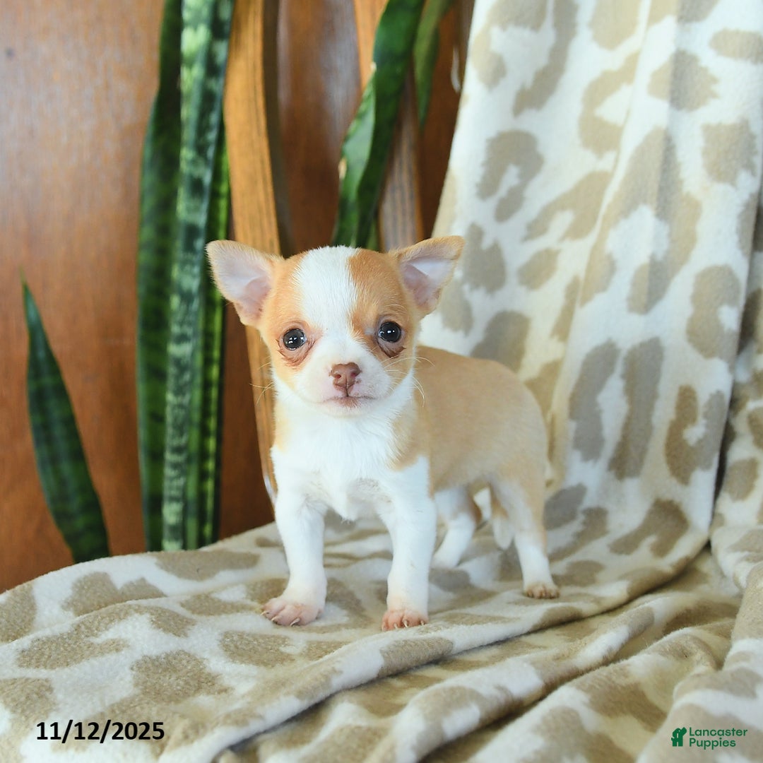 Chihuahua dogs for sale: Tulip - Ad 4
