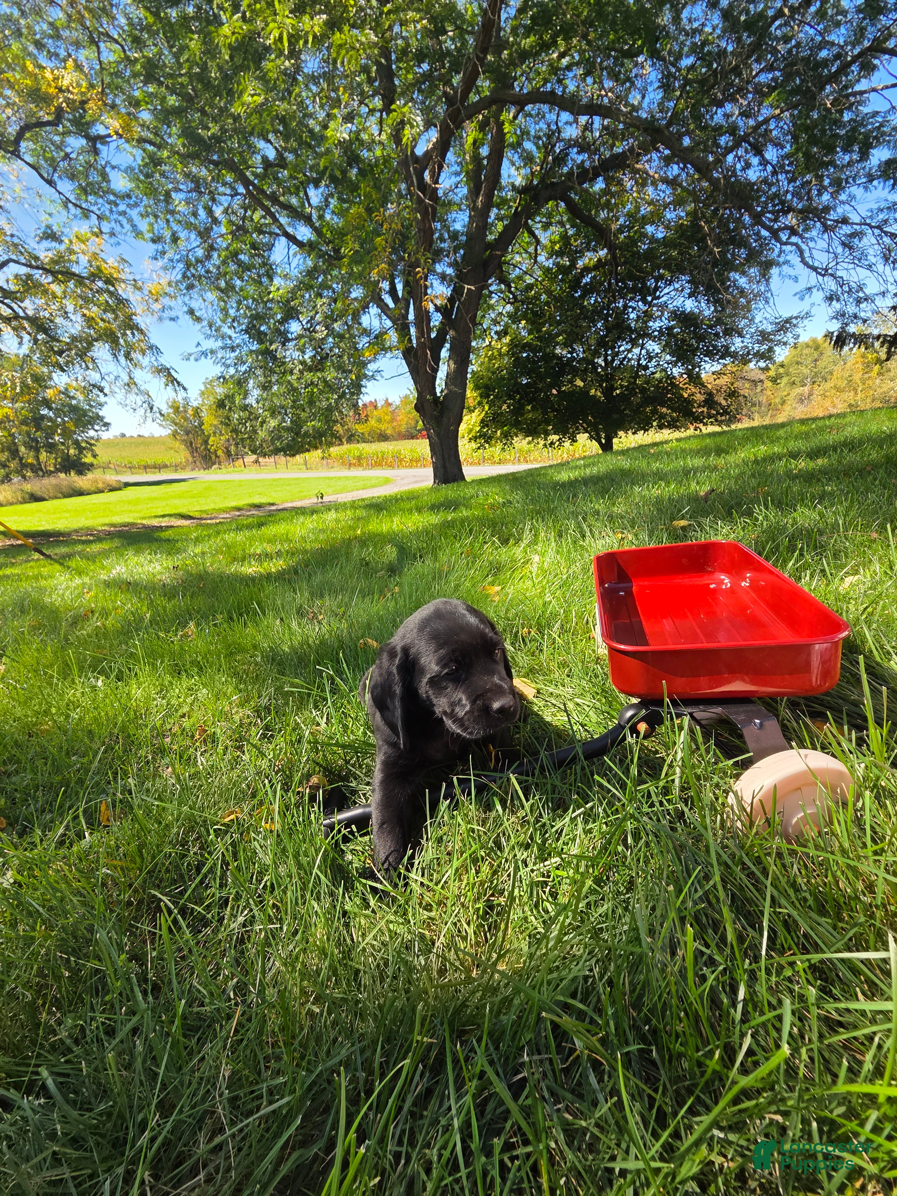 Mixed Breed dogs for sale: Mixed Breed 1 - Ad 2