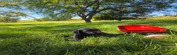 Mixed Breed dogs for sale: Mixed Breed 1 - Ad 2