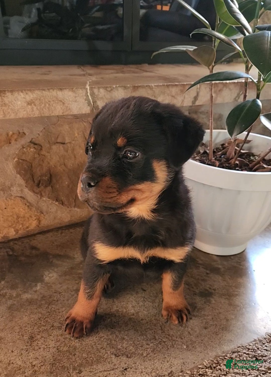 Rottweiler dogs for sale: Noel - Ad 2