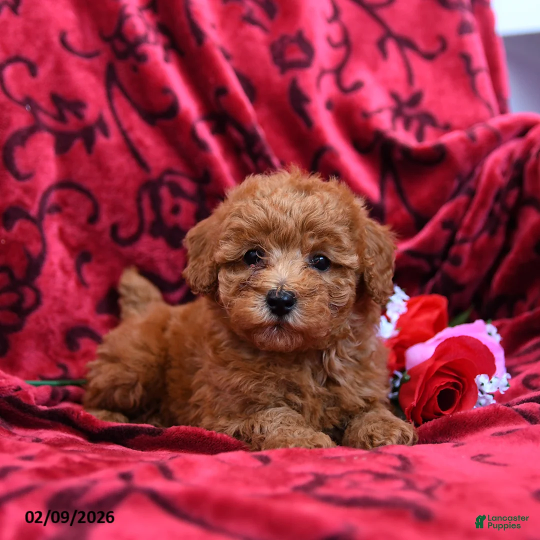 Toy Poodle dogs for sale: Rosebud - Ad 3