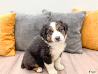 Australian Shepherd dogs - Ad 13