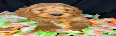 Monte