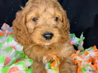 Cockapoo dogs for sale: Monte - Ad 4