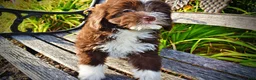Havapoo dogs for sale: Emma - Ad 8
