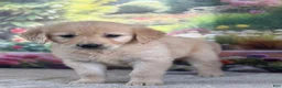 Golden Retriever dogs for sale:  Poppy - Ad 3