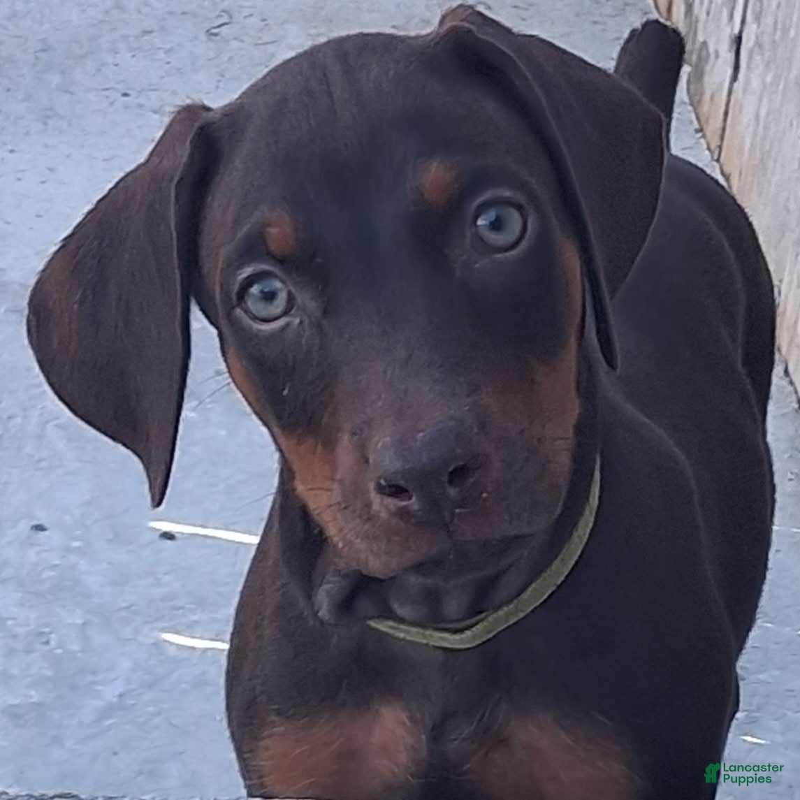 Doberman Pinscher dogs Doberman Pinscher Puppy 1 - Ad 1