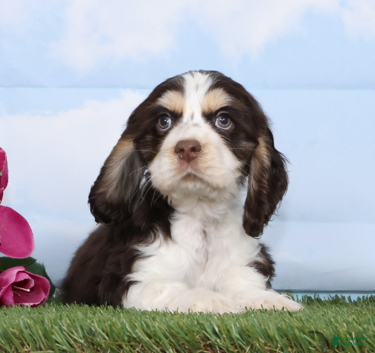 Cocker Spaniel dogs Chico - Ad 2