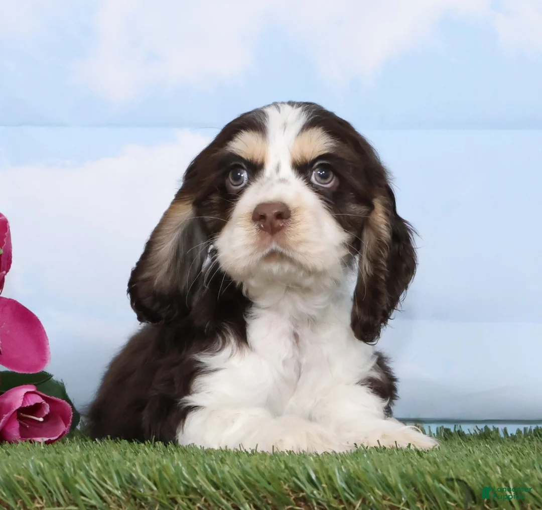 Cocker Spaniel dogs for sale: Chico - Ad 2