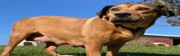 Mixed Breed dogs for sale: Maddie - Ad 2