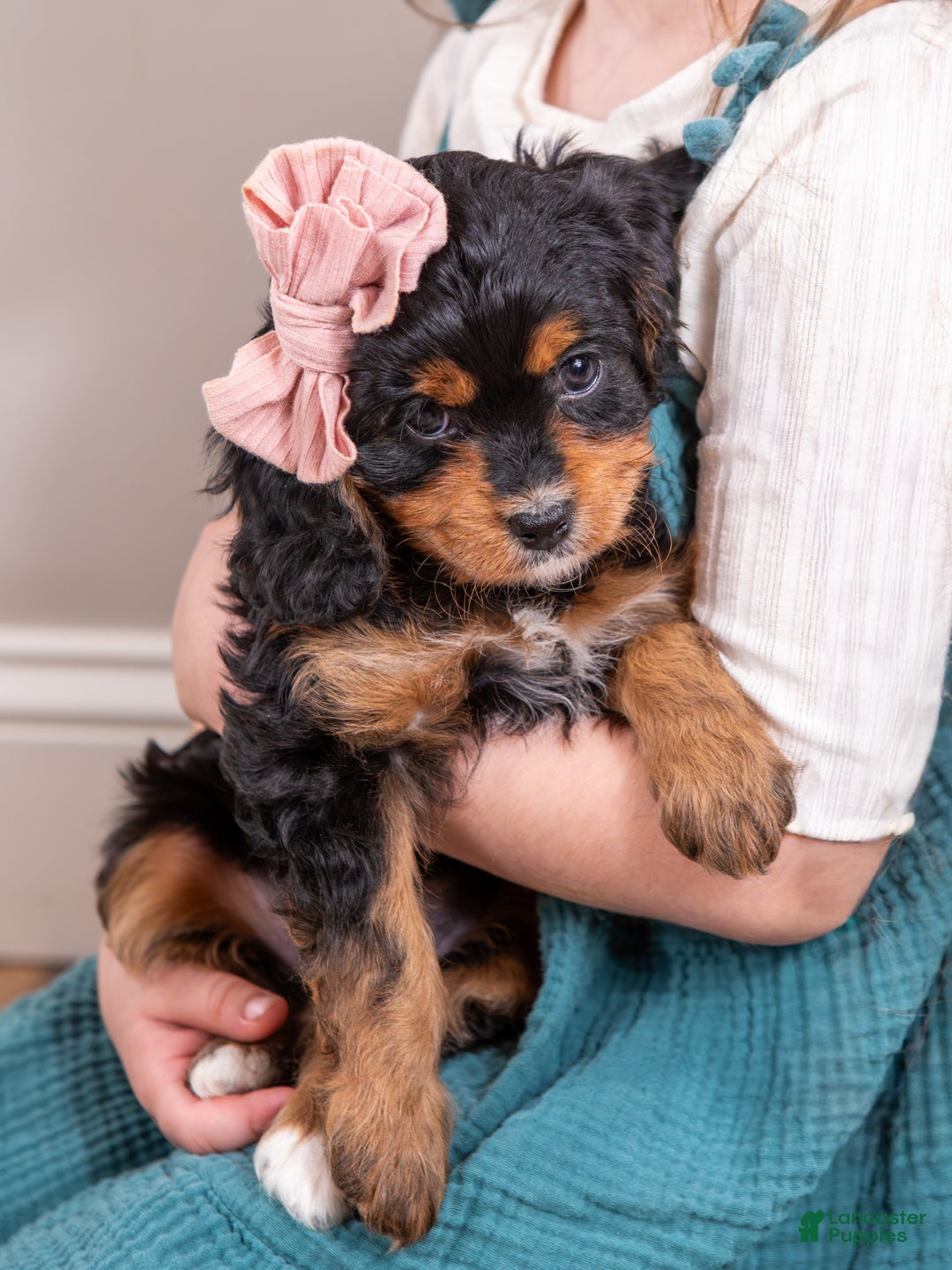 Cavapoo litter of puppies for sale in Stevens Lancaster Puppies