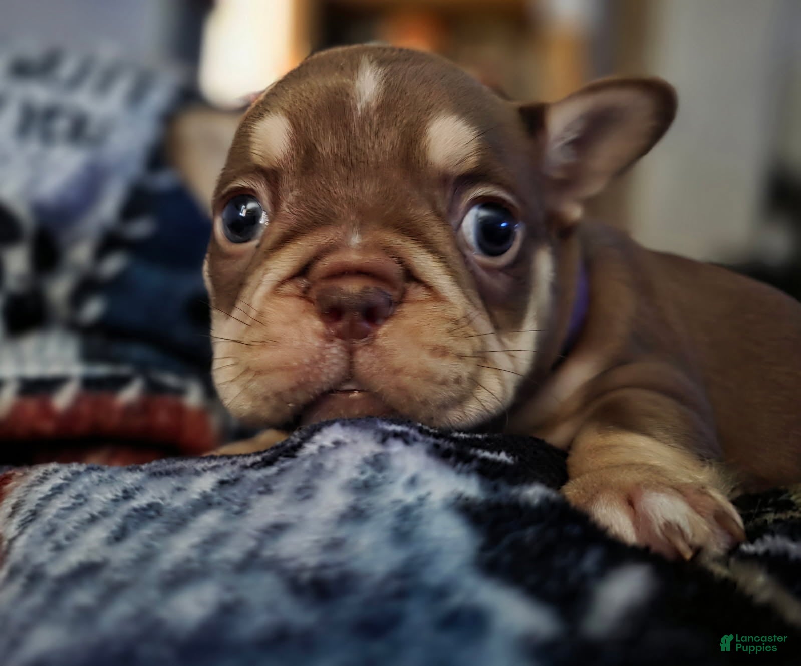 French Bulldog dogs for sale: French Bulldog Female 3 - Ad 2