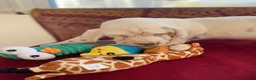 Basset Hound dogs for sale: Little Susie - Ad 4