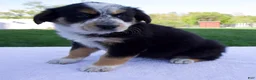 Australian Shepherd dogs for sale: Pepper - Ad 5