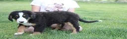 Bernese Mountain Dog dogs for sale: Moose  - Ad 11
