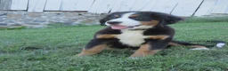 Bernese Mountain Dog dogs for sale: Joey - Ad 2