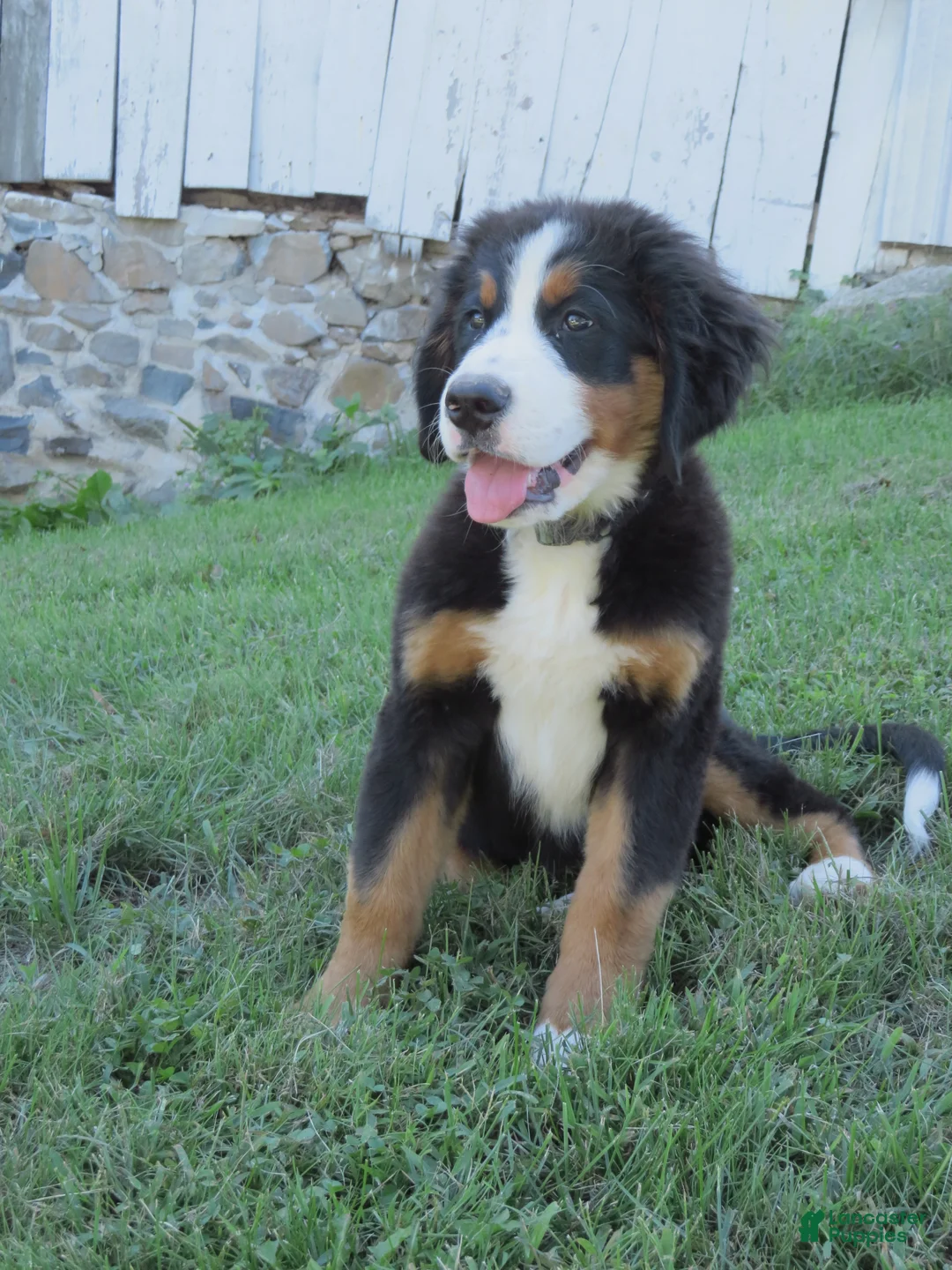 Bernese Mountain Dog dogs for sale: Joey - Ad 2