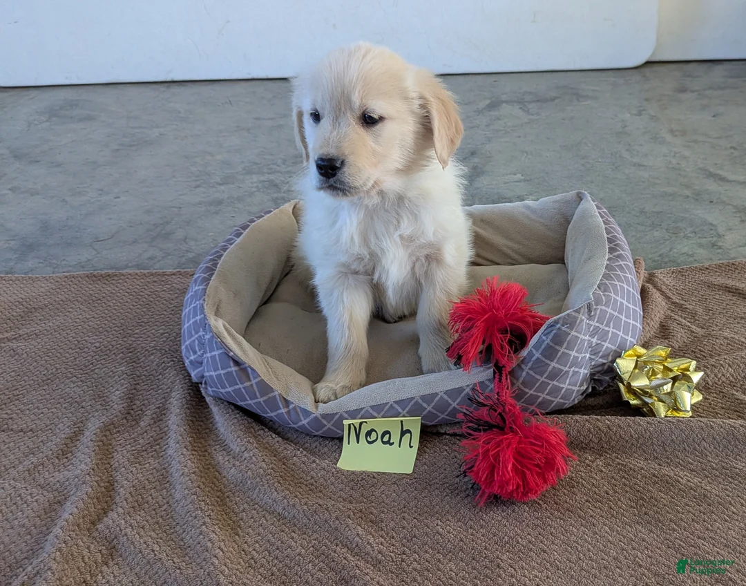 Golden Retriever dogs for sale: Noah - Ad 1