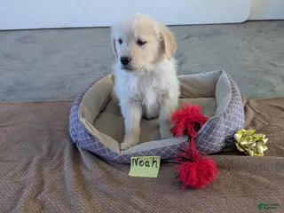 Golden Retriever dogs Noah - Ad 1