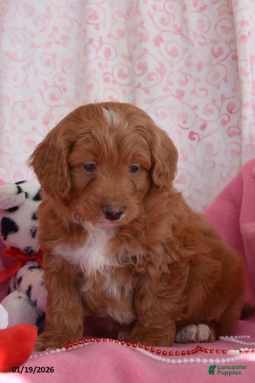 Cockapoo dogs for sale: Norman - Ad 3