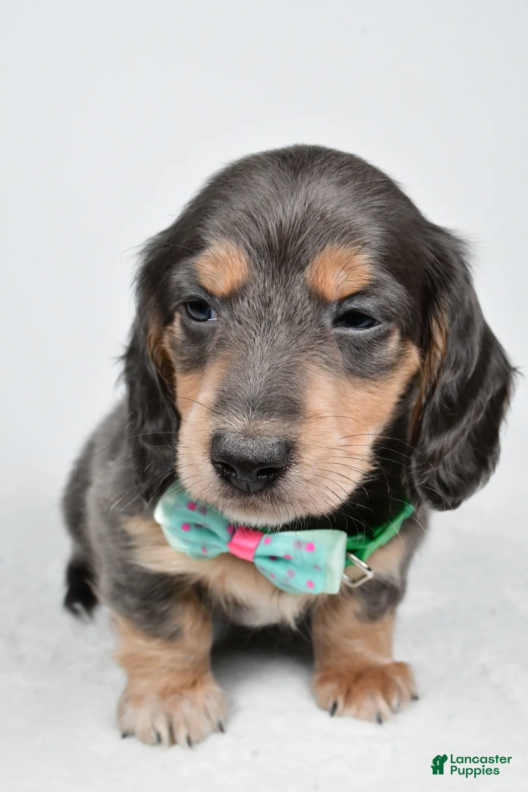 Miniature Dachshund dogs for sale: Asher - Ad 6