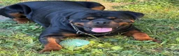 Rottweiler dogs for sale: Rottweiler Puppy 4 - Ad 3